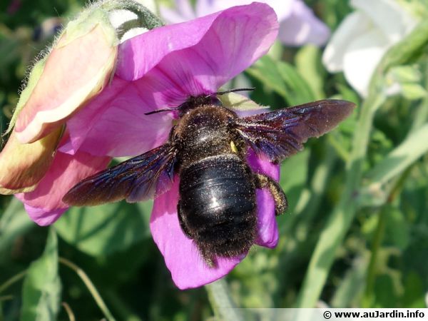 Abeille charpentière, Xylocope, Xylocopa violacea