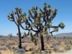 Yucca brevifolia, Arbre de Josué Yucca brevifolia, Arbre de Josué