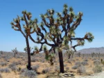 Yucca brevifolia, Arbre de Josu�