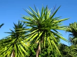 Yucca pied d'�l�phant, Yucca elephantipes en ext�rieur dans le sud de la France