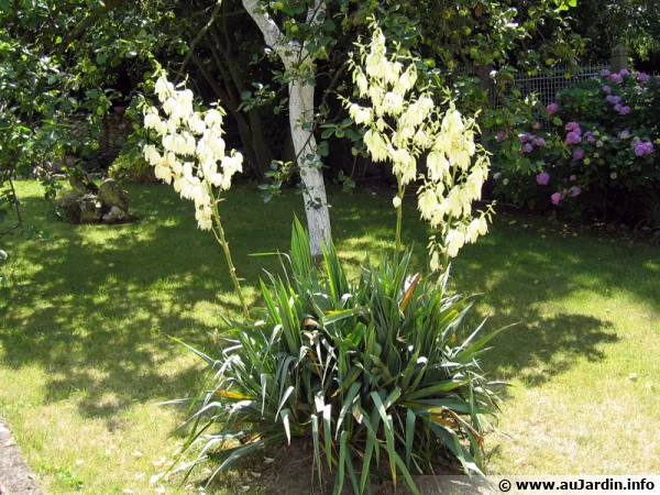 Yucca filamenteux, filamentosa