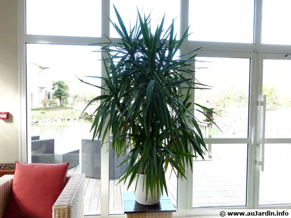 Un yucca  l'intrieur profitant de la luminosit d'une fenre