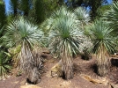 Yucca rostr, Yucca rostrata