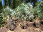Yucca rostr�, Yucca rostrata