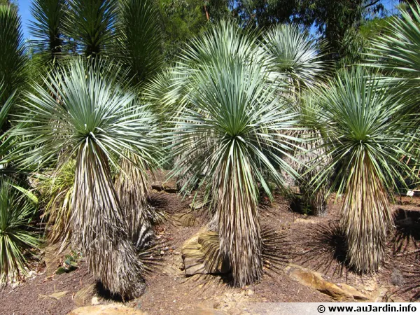 Yucca rostré, Yucca rostrata