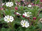 Phlox de nuit, Zaluzianskya ovata