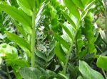 Faux zamia, Plante ZZ, Zamioculcas zamiifolia Faux zamia, Plante ZZ, Zamioculcas zamiifolia