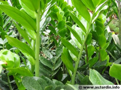 Plante ZZ (Zamioculcas zamiifolia) : une plante d'int�rieur graphique et tr�s r�sistante