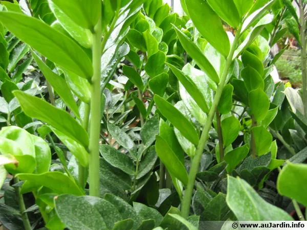 Faux zamia, Plante ZZ, Zamioculcas zamiifolia