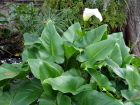 Arum d'Ethiopie, Arum blanc, Zantedeschia aethiopica