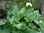 Arum d'Ethiopie, Arum blanc, Zantedeschia aethiopica Arum d'Ethiopie, Arum blanc, Zantedeschia aethiopica