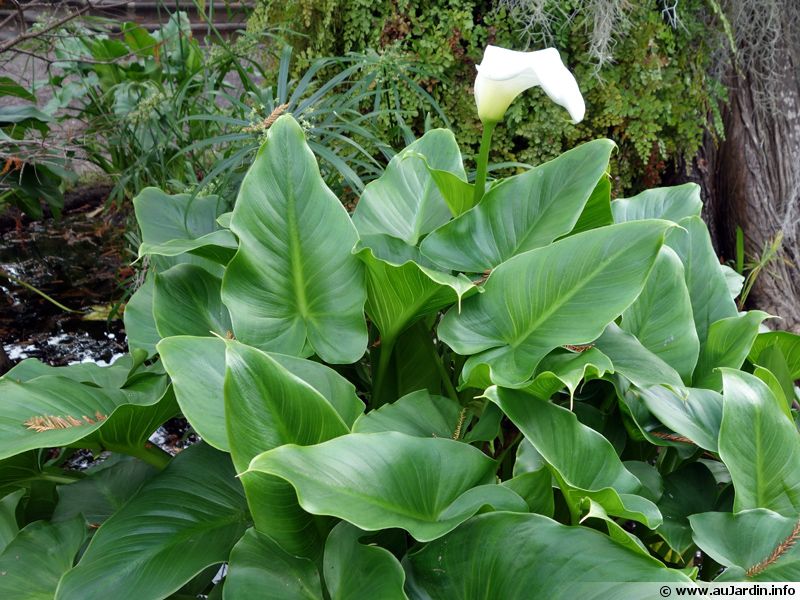 Dans Quel Sens Planter Un Bulbe D'arum