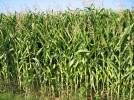 Mas, Zea mays