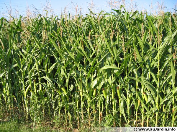 Maïs : planter, cultiver, récolter