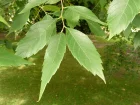 Zelkova de Chine, faux orme de Chine, Zelkova sinica