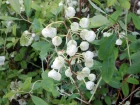Muguet en arbre, Zenobia pulverulenta