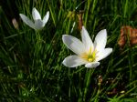 Crocus du Brésil, Lis de pluie blanc, Lis zéphyr blanc, Zephyranthes candida Crocus du Brésil, Lis de pluie blanc, Lis zéphyr blanc, Zephyranthes candida