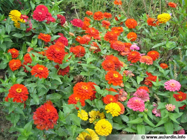 Zinnia
