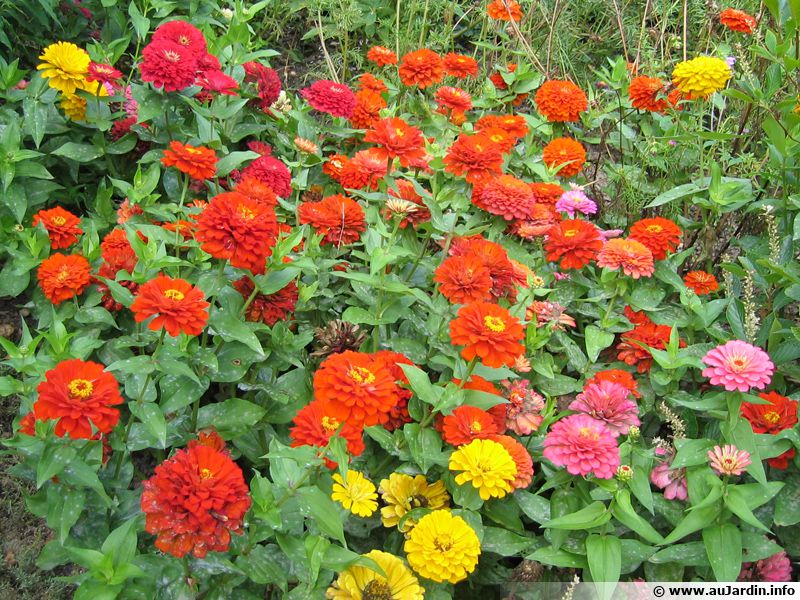 Zinnia : planter, cultiver, multiplier