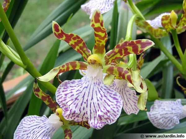 Le zygopetalum a un parfum envotant qui rappelle la jacinthe