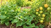 Ces 3 l�gumes adorent la chaleur, mais ils ne se plantent pas tous de la m�me mani�re en juillet
