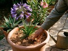 Ces 6 plantes supportent le plein soleil, � condition de ne pas oublier un point essentiel