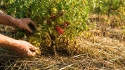 Ces 8 gestes gratuits pour relancer r�coltes et floraisons de votre jardin fatigu� en ao�t sans un seul achat