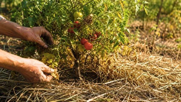 Les gestes simples qui redonnent de la vigueur au potager en ao�t