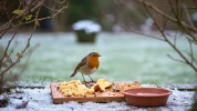 Aider un rouge-gorge cet hiver ne vous co�tera que 3 centimes : voici l'aliment simple � lui offrir depuis votre cuisine