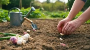 L'ail du commerce peut prosp�rer dans votre jardin, sauf si vous commettez cette faute que font la plupart des d�butants