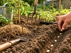 Apr�s les saints de glace, ce test au potager indique quand semer les haricots verts sans se tromper