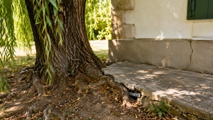 Ces arbres qu'on adore planter pr�s de la maison cachent un risque pour les fondations que peu de propri�taires anticipent
