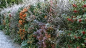 Ces 6 arbustes redoutables qui prot�gent mieux que des murs sans nuire au charme ni � la biodiversit� de votre jardin
