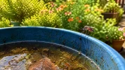 Une astuce simple avec un seau, de l'eau et quelques feuilles aide � limiter le moustique tigre