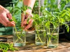 Avant de jeter les gourmands des tomates, ce r�flexe simple permet d'obtenir de nouveaux plants rapidement