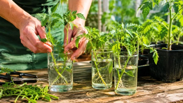 Bouturer les gourmands de tomates : la m�thode simple pour obtenir de nouveaux plants gratuitement