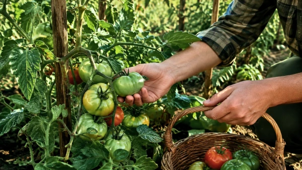 Tomates en septembre : le bon moment pour les r�colter avant le froid