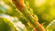 En avril, appliquez ces solutions naturelles contre les pucerons pour prot�ger les jeunes pousses de vos massifs