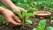 En avril, ce simple point d'eau attire des alli�s naturels qui �liminent les pucerons au potager