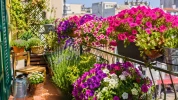 Balcons fleuris : pourquoi de plus en plus de jardiniers d�laissent le g�ranium au profit d'une alternative color�e et durable