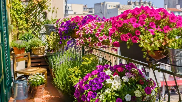 Balcon fleuri moderne : p�tunias color�s et plantes r�sistantes en ville