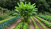 Et si le bananier �tait la plante miracle que votre potager attendait ? Voici pourquoi les jardiniers n'en d�mordent plus
