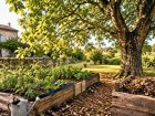 Ce que beaucoup de jardiniers ignorent sur le noyer explique pourquoi certaines plantes d�p�rissent � proximit�