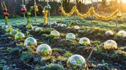 Boules, rubans, guirlandes� le plan g�nial pour les transformer en alli�s de votre potager jusqu'au printemps