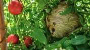 Ce bourdonnement pr�s des pieds de tomates n'a rien d'anodin : ce qu'un pompier a rep�r� cach� dans le jardin