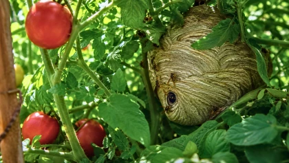 Ce bourdonnement pr�s des pieds de tomates n'a rien d'anodin : ce qu'un pompier a rep�r� cach� dans le jardin