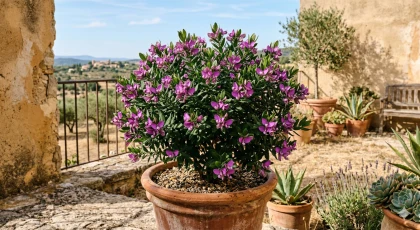 Ce buisson r�sistant � la s�cheresse fleurit longtemps, mais demande une attention en hiver