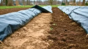 Ce que cachent les b�ches noires des potagers : asphyxie, microplastiques et terre st�rile au printemps