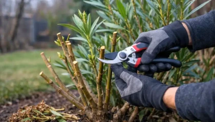 Le bon calendrier de taille du laurier-rose en 2026 fait toute la diff�rence entre fleurs abondantes et d�ception
