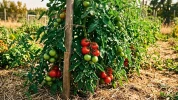 Canicule au potager : le geste simple qui aide les tomates � garder leur force sans les fragiliser davantage
